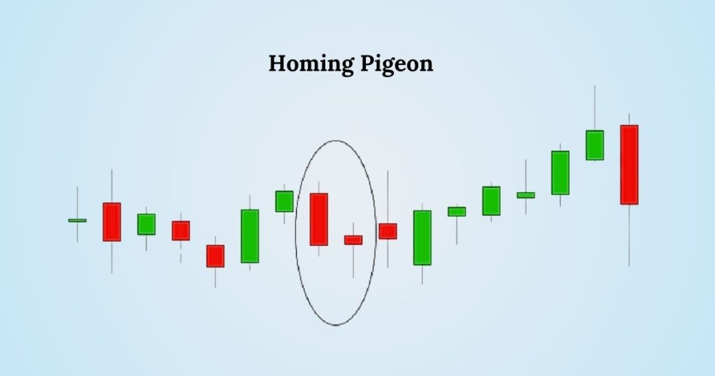 Homing Pigeon